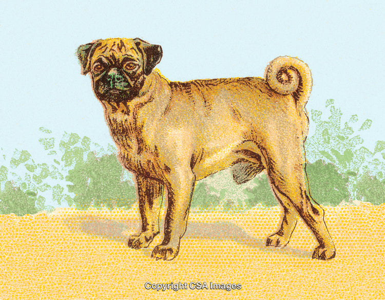 Illustrated Pug in Outdoor Setting with Yellow and Green Background