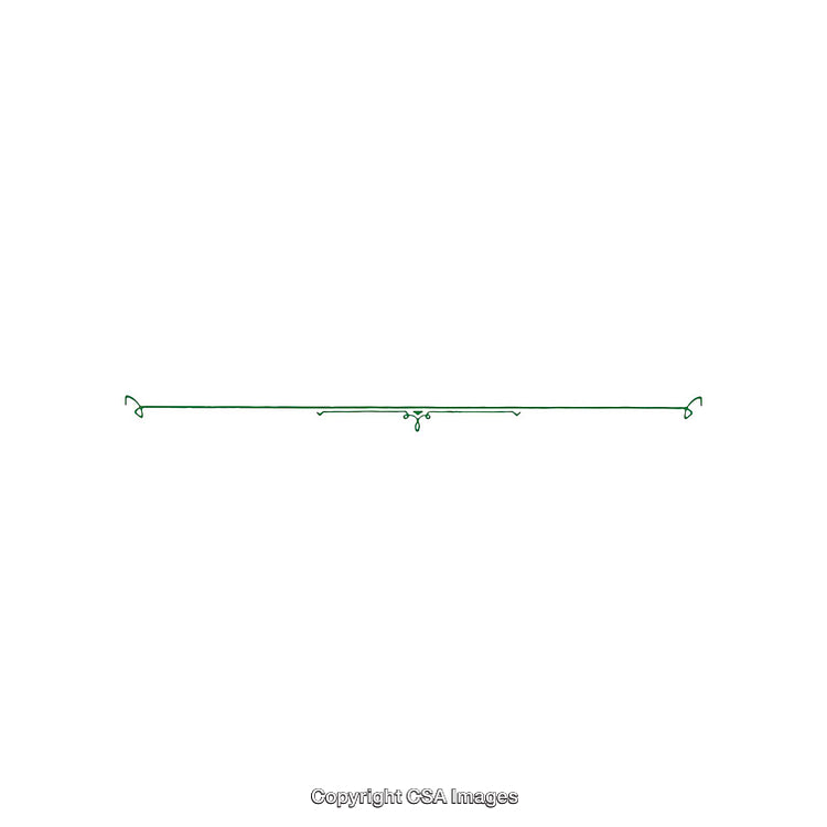 Minimal Green Decorative Line With Delicate Flourish Design on White Background