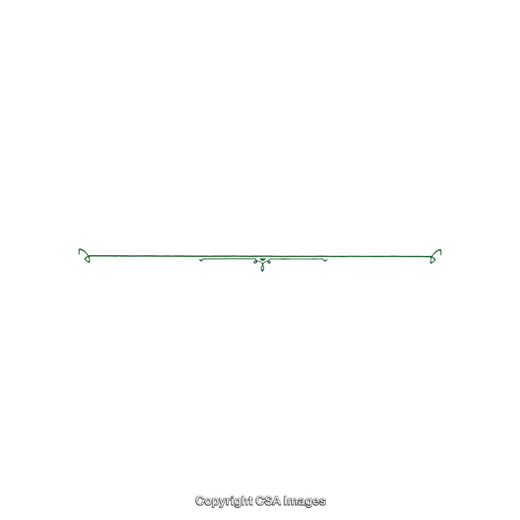 Minimal Green Decorative Line With Delicate Flourish Design on White Background