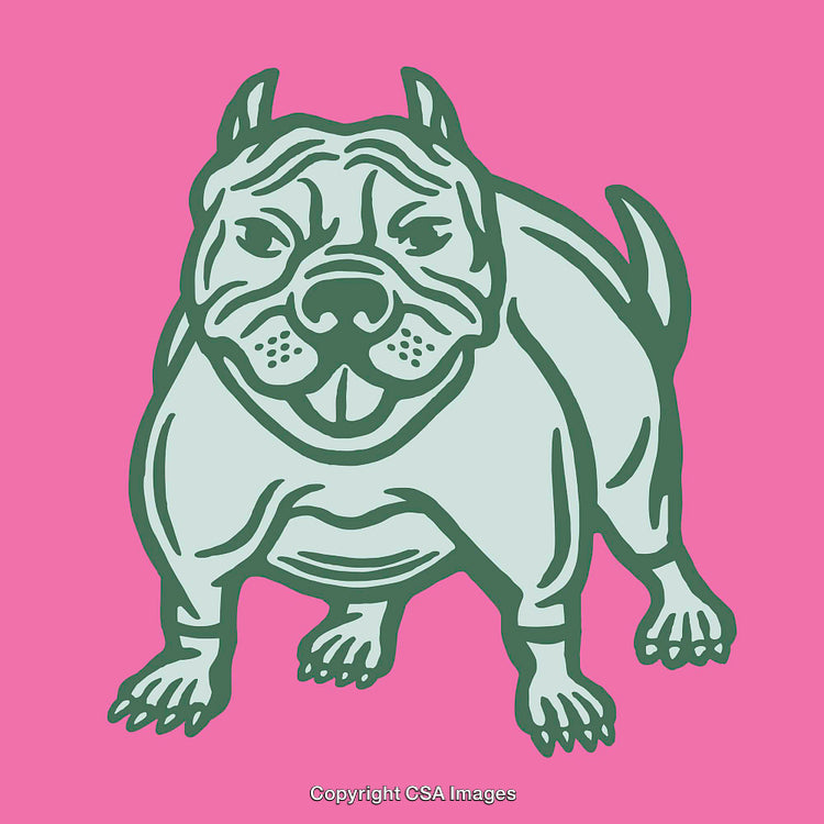 Color Line Art Illustration of a Bulldog with a Pink Background