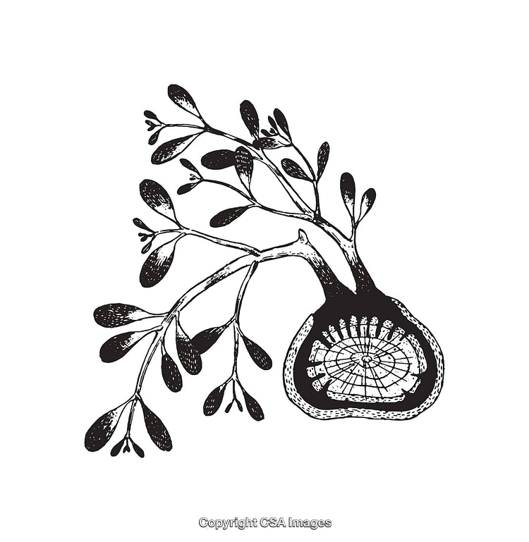 Black and White Botanical Illustration with Intricate Cross-Section Details
