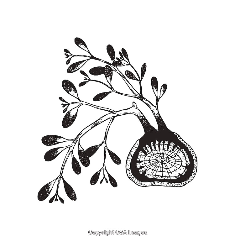 Black and White Botanical Illustration with Intricate Cross-Section Details
