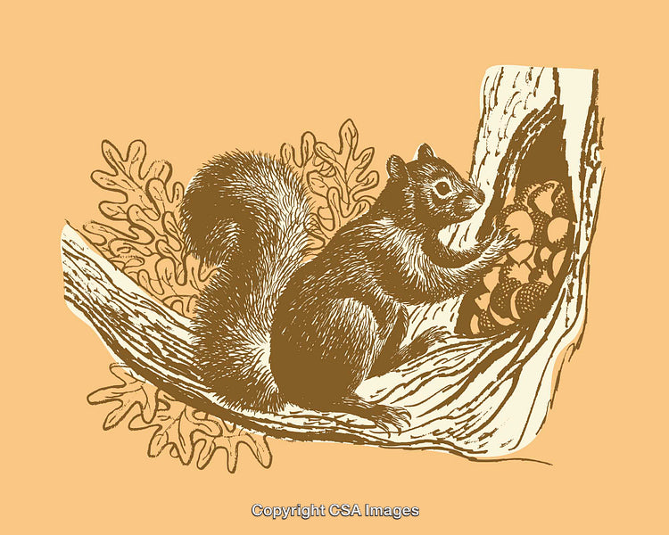 Vintage Line Art Illustration of a Squirrel on Tree with Acorns
