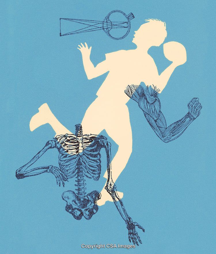 Silhouette Design of Human Anatomy Featuring Skeleton and Muscle Details