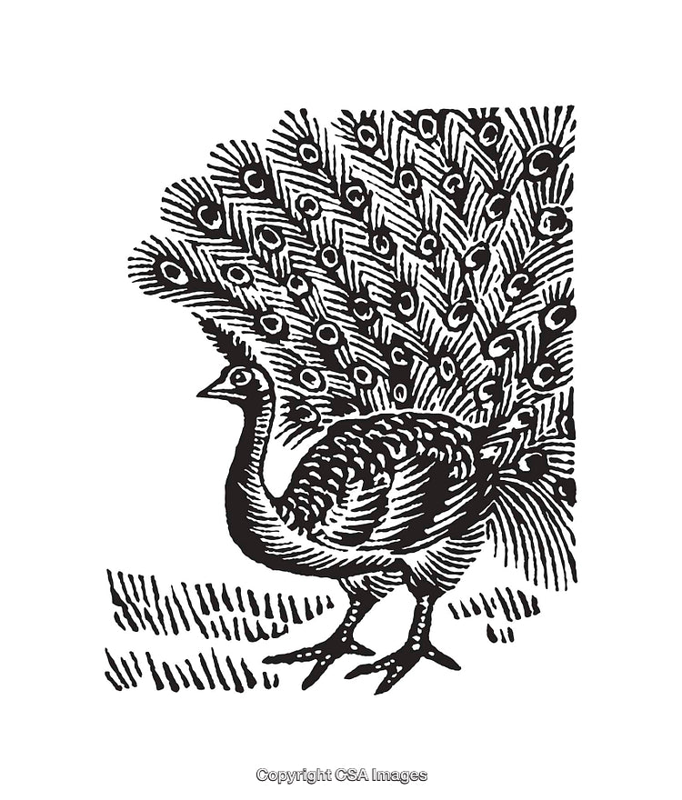 Intricate Black And White Peacock Line Art Illustration