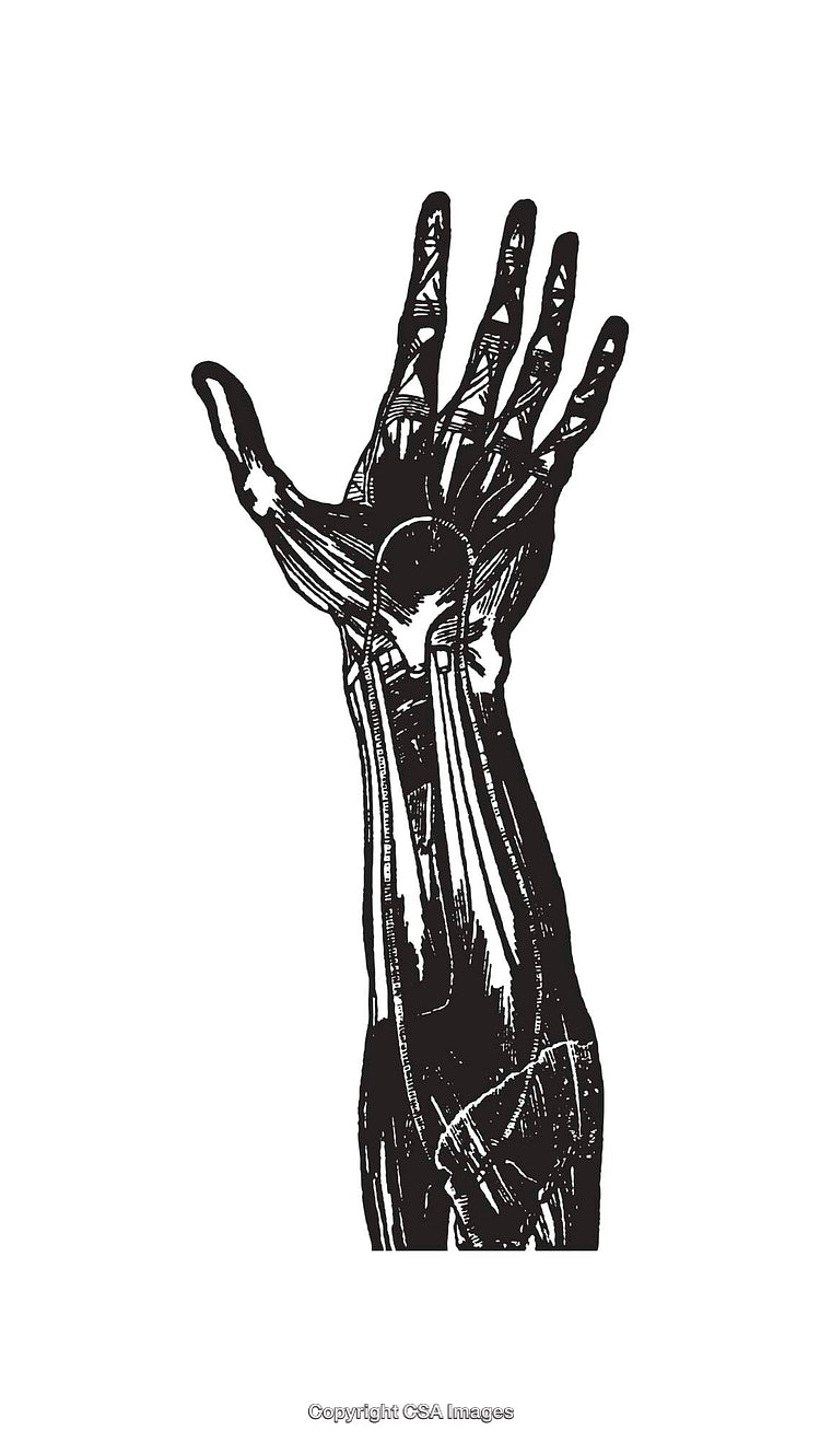 Black and White Line Art Illustration of Human Hand Anatomy
