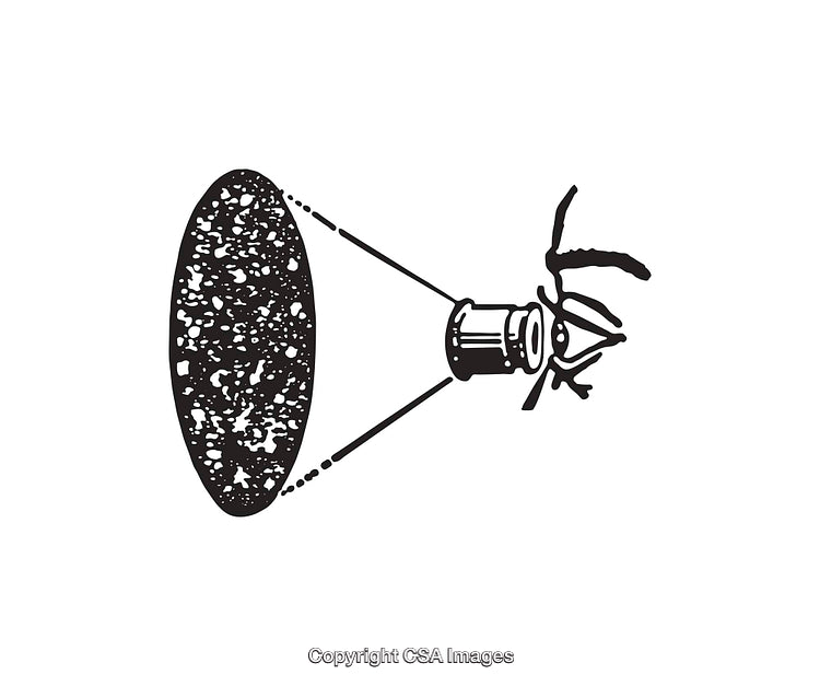 Detailed Black and White Illustration of Insect Anatomy with Lens Overlay