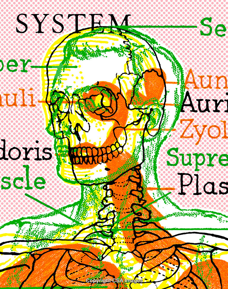 Vibrant Illustration of Skeletal Anatomy With Overlayed Muscle and Labels