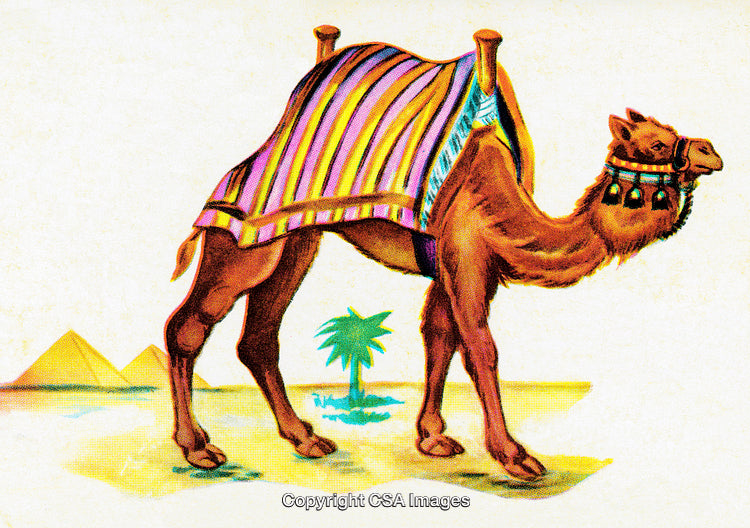 Illustration of a Decorated Camel in a Desert Setting with Pyramids