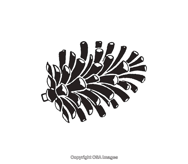 Black and White Line Art of a Pinecone Illustration