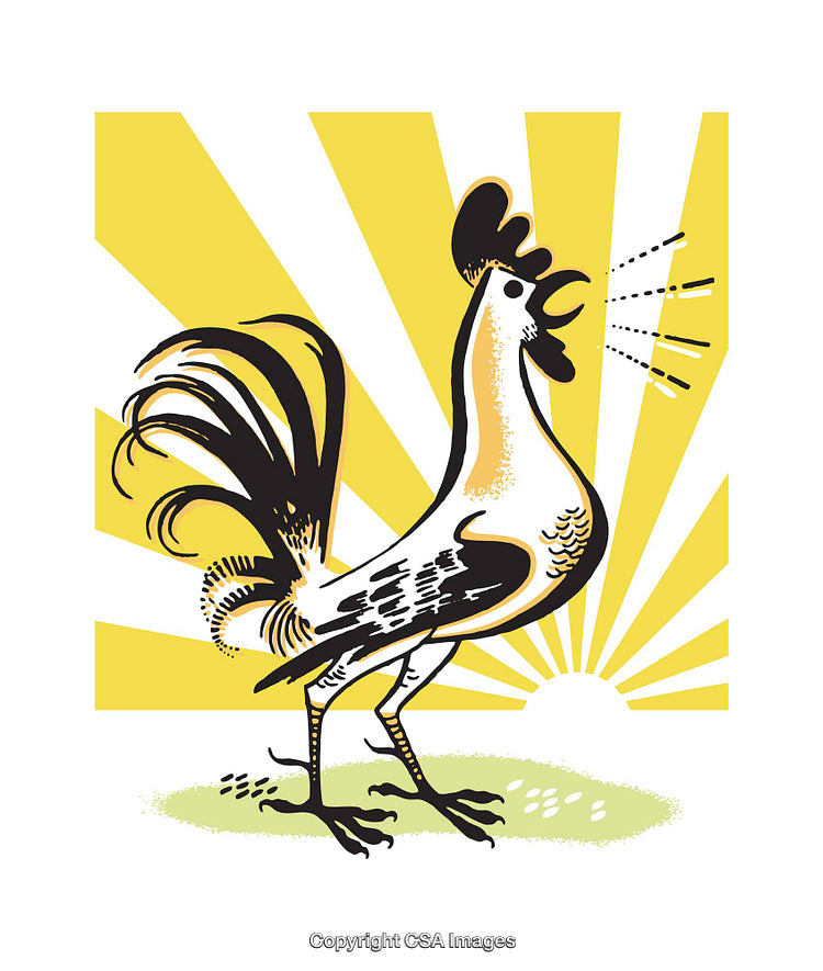 Illustrated Rooster Crowing at Sunrise With Radiant Sun Rays