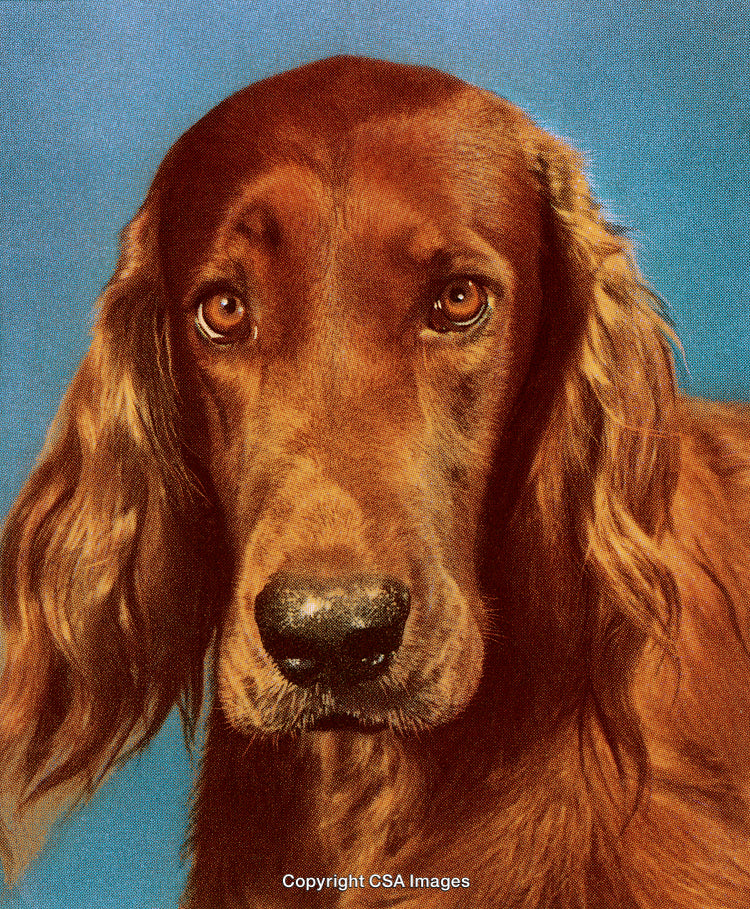 Vintage Portrait of a Golden-Haired Dog with a Retro Aesthetic in Dot Style