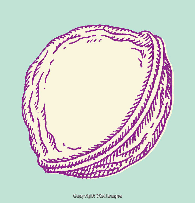 Purple and Cream Line Art Illustration of a Walnut