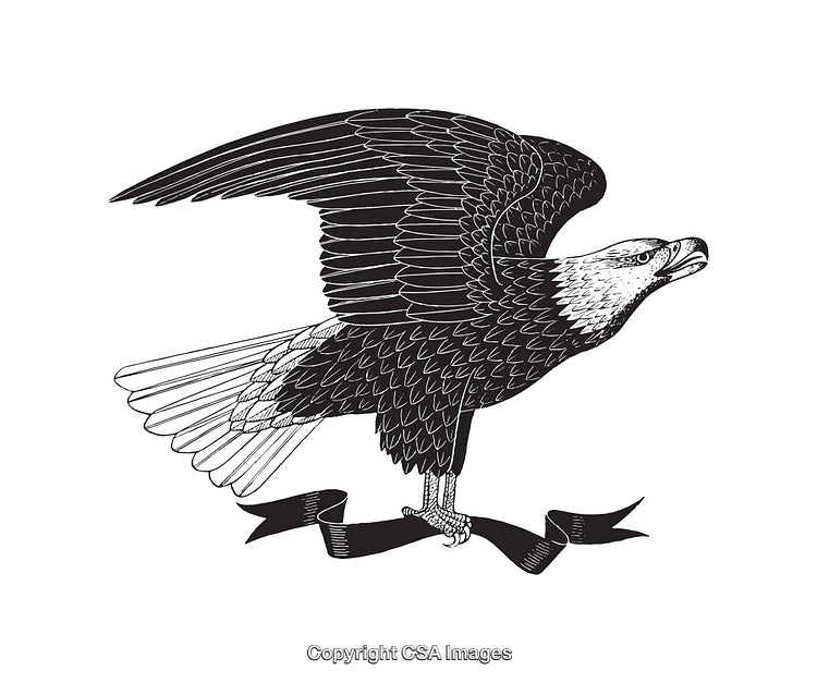Majestic Eagle Line Art Illustration Featuring Wings Spread and Ribbon