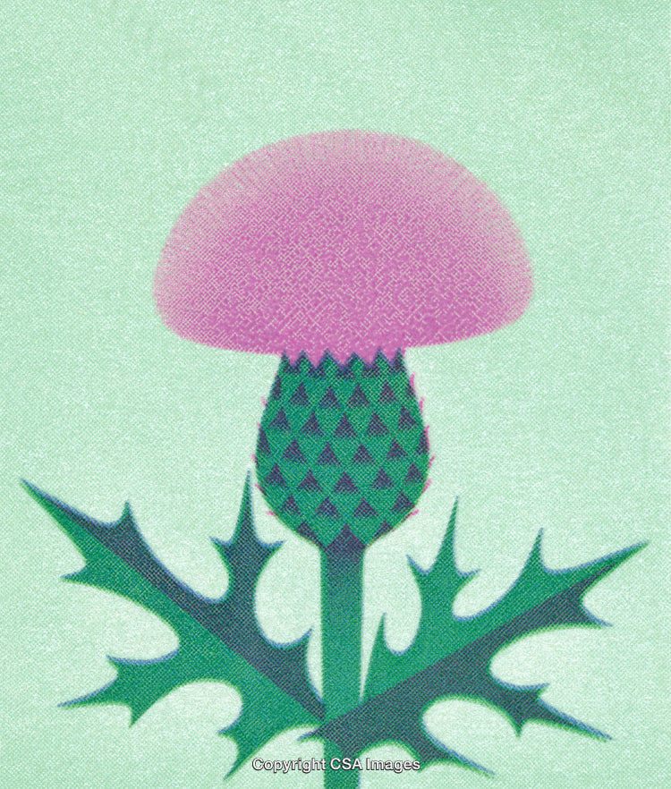 Illustration of a Vibrant Pink Scottish Thistle on a Pale Green Background