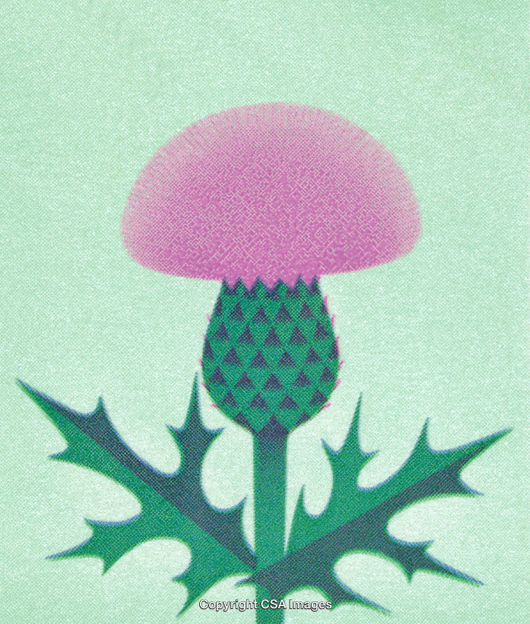 Illustration of a Vibrant Pink Scottish Thistle on a Pale Green Background