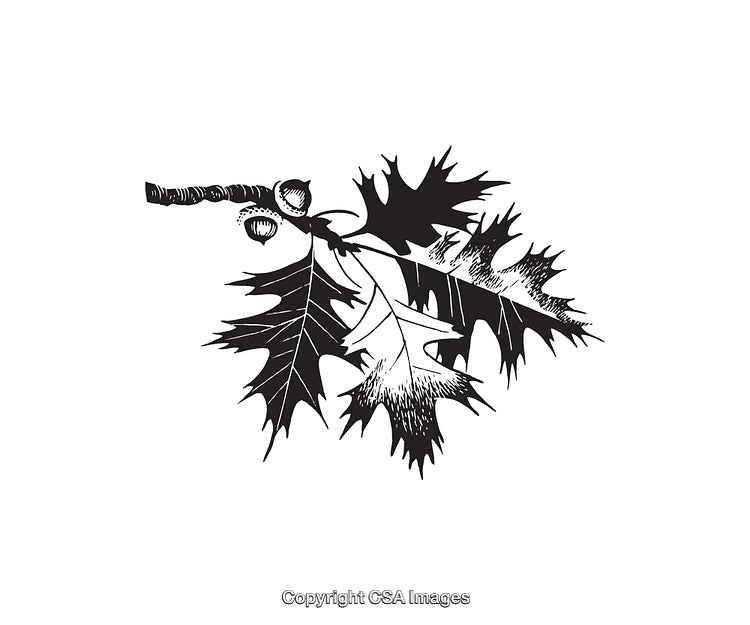 Detailed Black and White Illustration of Tree Leaves and Acorns