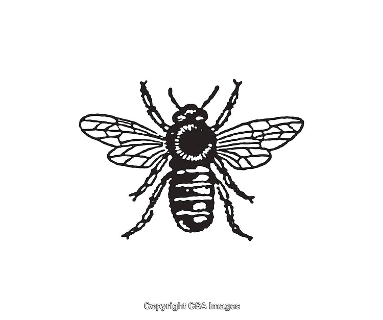 Detailed Black and White Bee Line Art Illustration