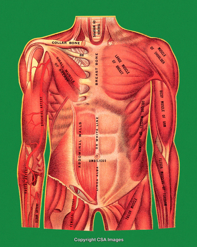 Detailed Illustration of the Human Muscular System Front View