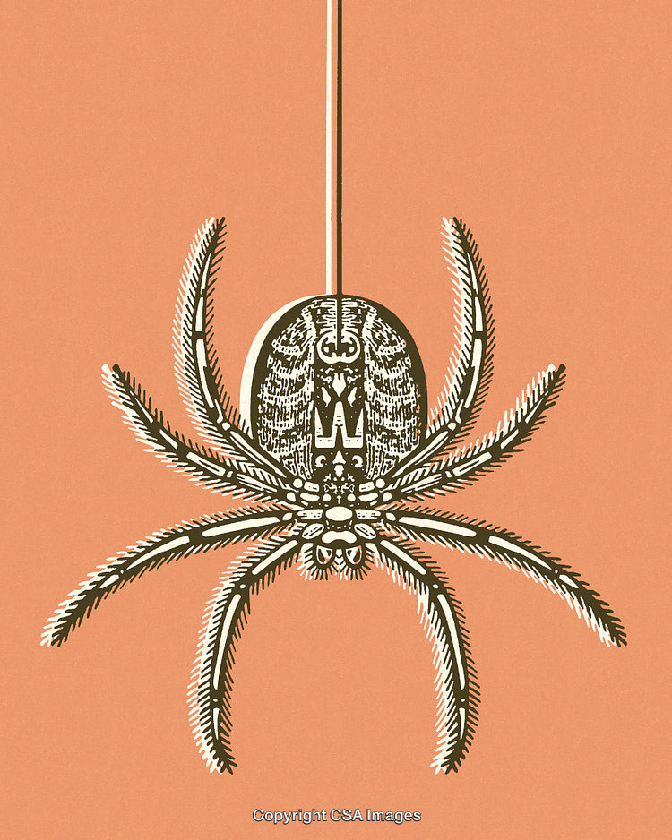 Illustration of Ornate Spider Dangling by Thread on Orange Background