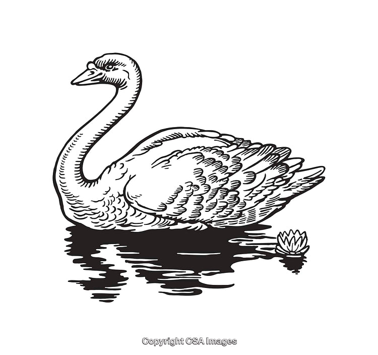Elegant Black-And-White Swan Illustration on a Calm Reflective Lake