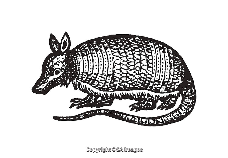 Detailed Black and White Line Art Illustration of an Armadillo