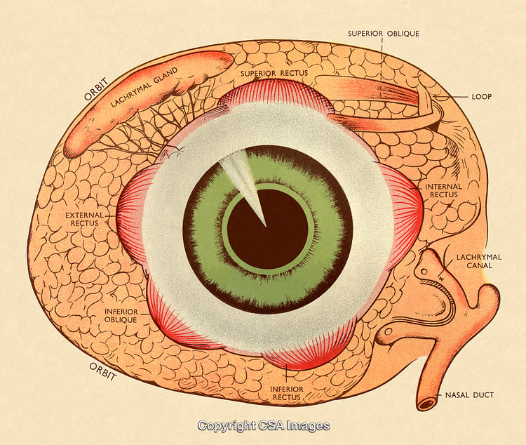 Detailed Medical Illustration of the Eye and Surrounding Anatomy Structures