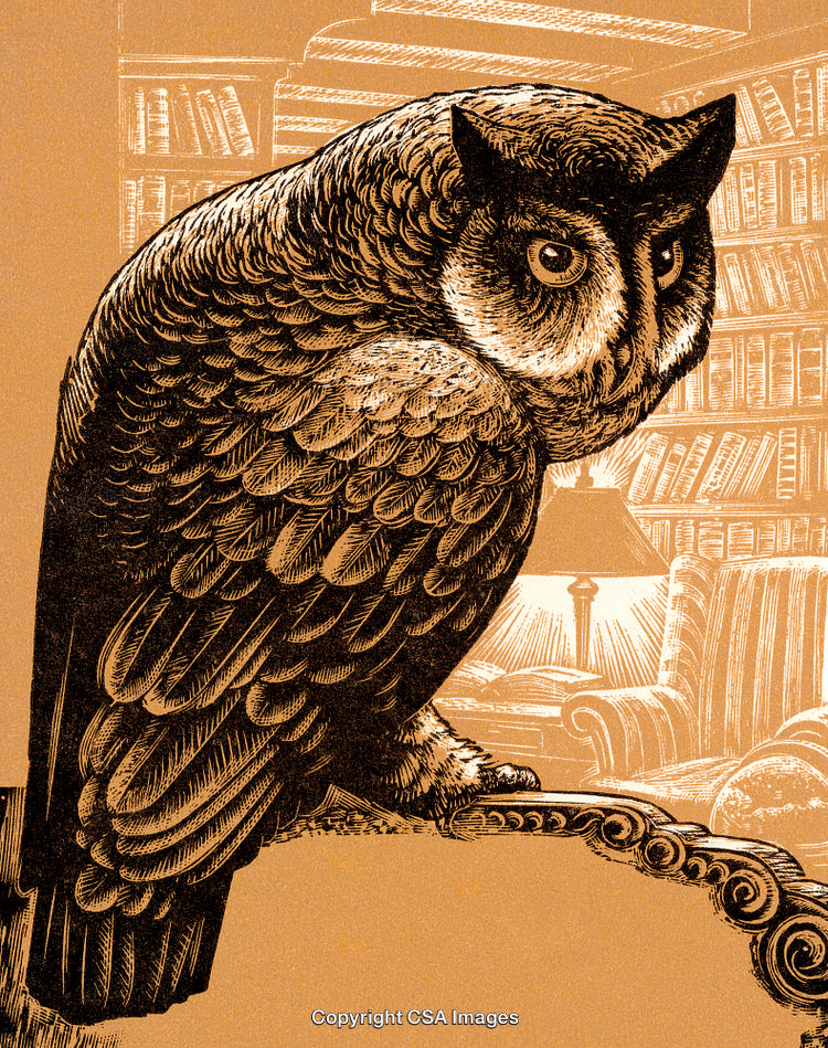 Illustrated Owl Resting Inside a Cozy Library with Bookshelves in Background