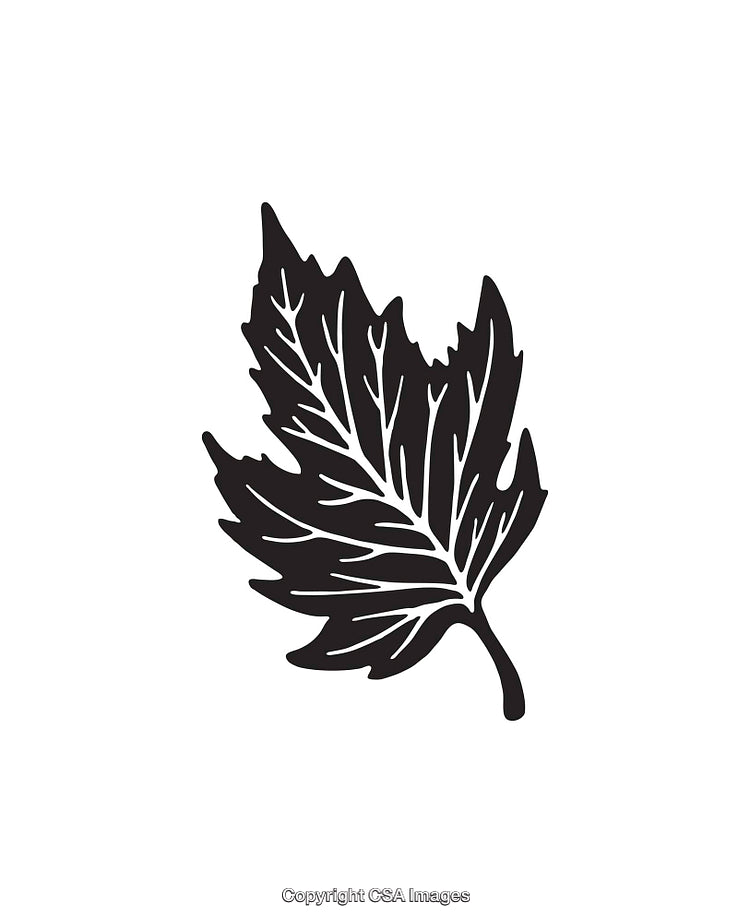 Black and White Line Art Illustration of a Maple Leaf