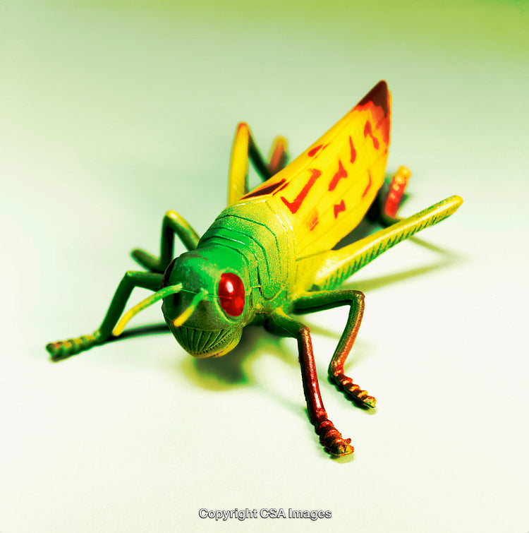 Colorful Plastic Grasshopper Toy on Bright Green Background