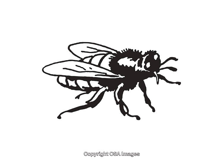 Black and White Line Drawing of a Detailed Flying Insect Illustration