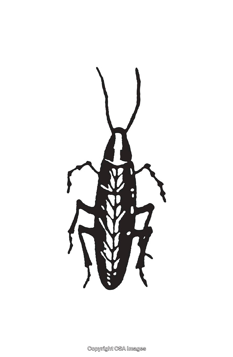 Black and White Insect Line Art Design of a Cockroach