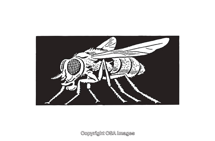 Detailed Black And White Line Drawing of a House Fly Insect