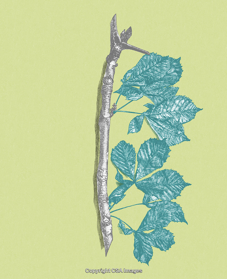 Botanical Illustration of a Twig with Green Leaves on Pastel Background