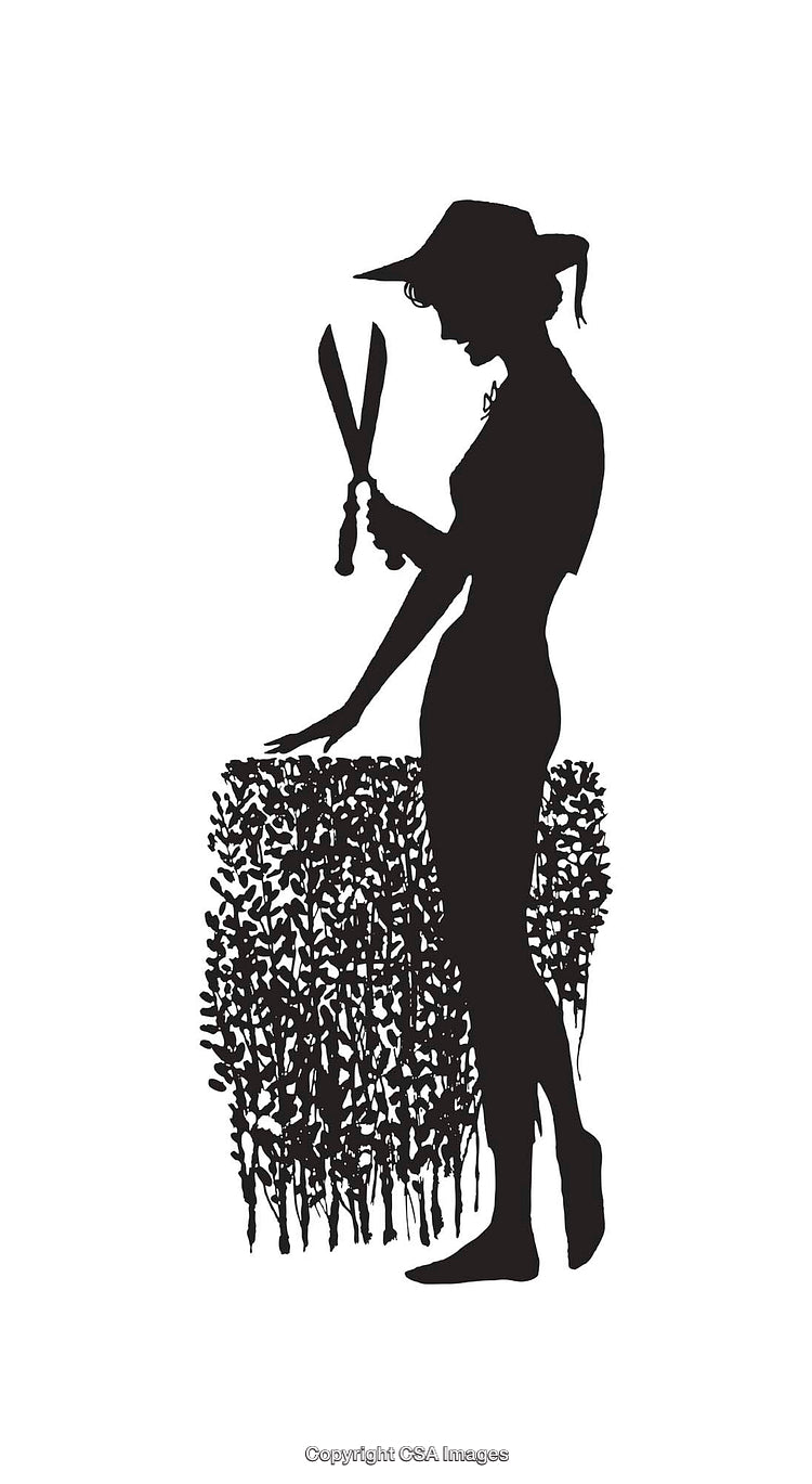 Silhouette of a Gardener Trimming Bushes with Hedge Shears