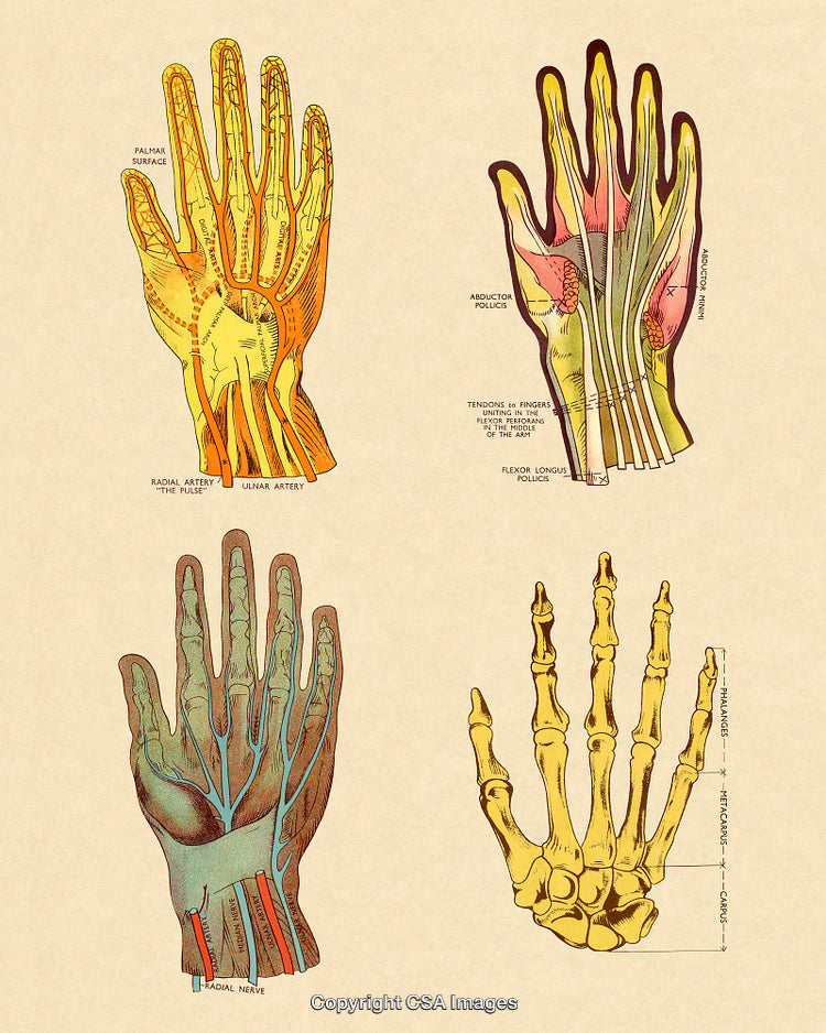 Detailed Vintage Illustrations of Human Hand Anatomy With Labeled Structures