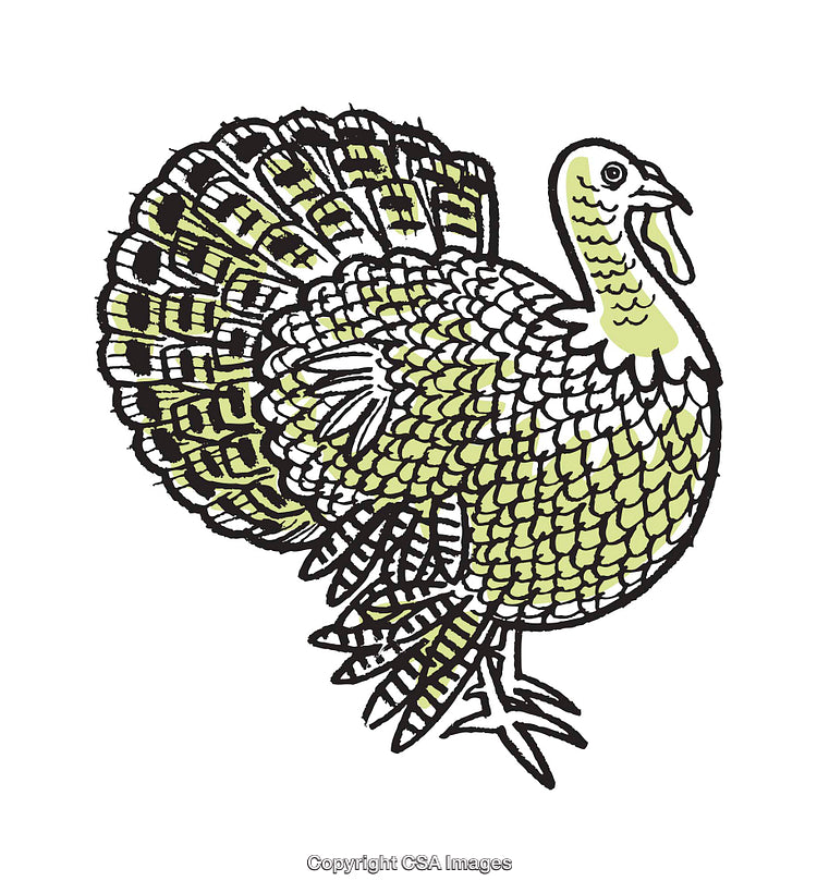 Intricate Full-Color Illustration of a Turkey with Detailed Feathers