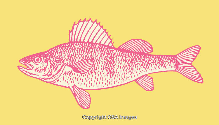 Colorful Line Art Illustration of a Fish on a Vibrant Yellow Background