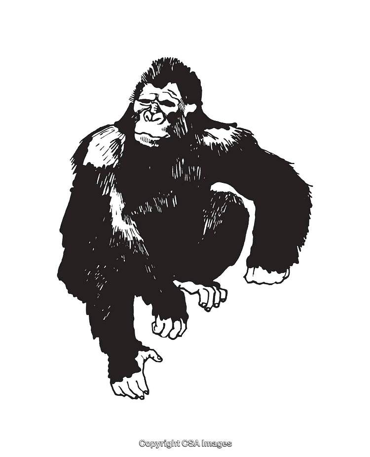 Black and White Line Art of Gorilla in Sitting Pose