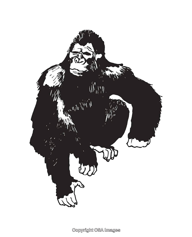 Black and White Line Art of Gorilla in Sitting Pose