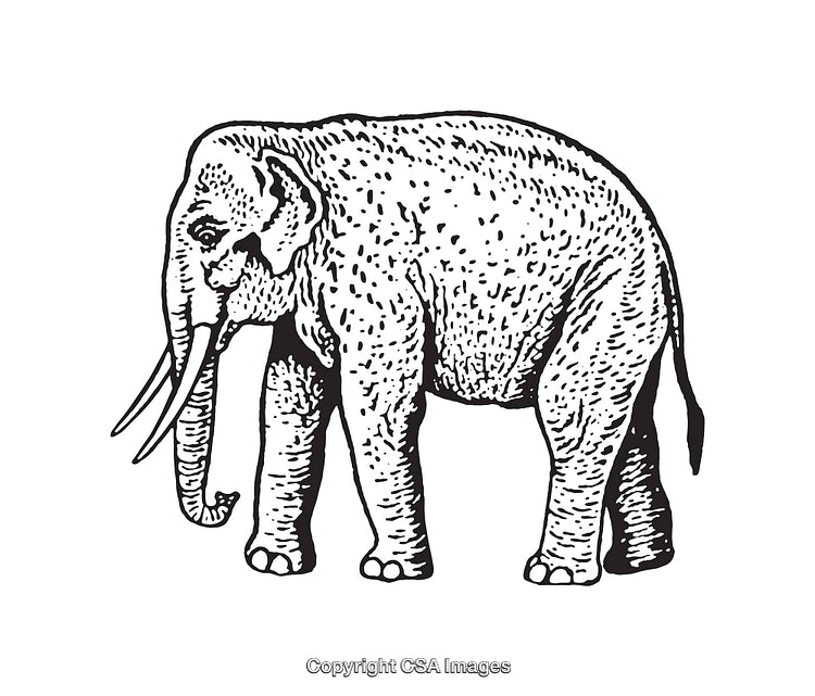 Detailed Black and White Line Art Illustration of an Elephant