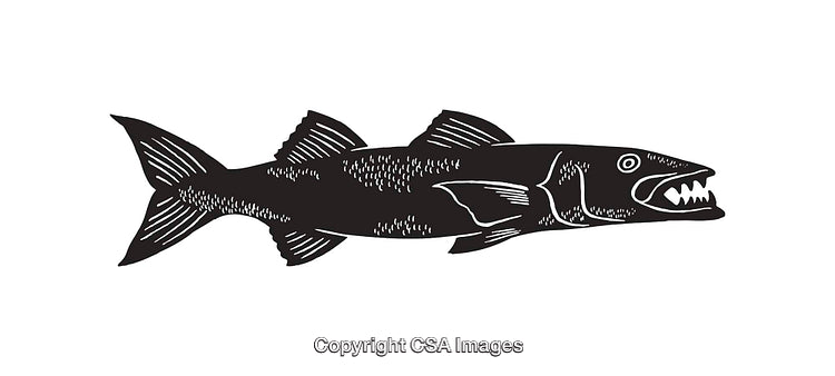 Black and White Line Art Illustration of a Barracuda Fish Silhouette