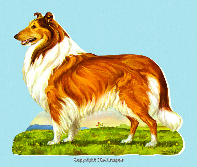 Illustration of a Collie Dog Standing Proudly in a Nature Setting