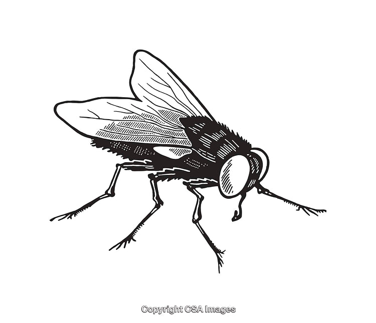 Detailed Black and White Line Art Illustration of a Housefly