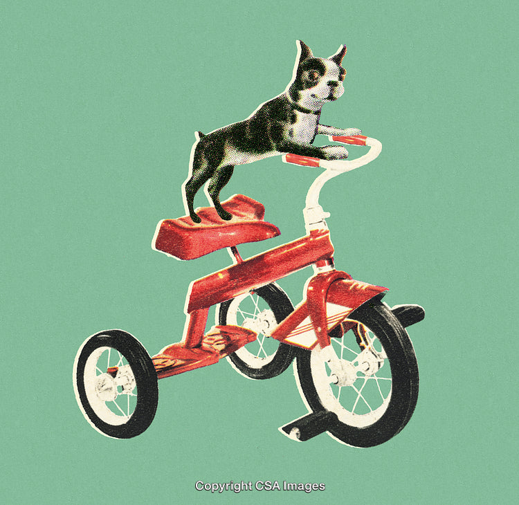 Charming Dog Balancing on a Tricycle Against a Solid Green Backdrop