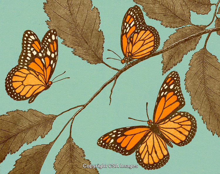Beautiful Monarch Butterflies Resting on Tree Branches With a Bright Blue Background