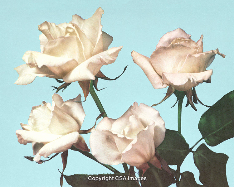 Elegant Pale Roses Against a Bright Blue Background