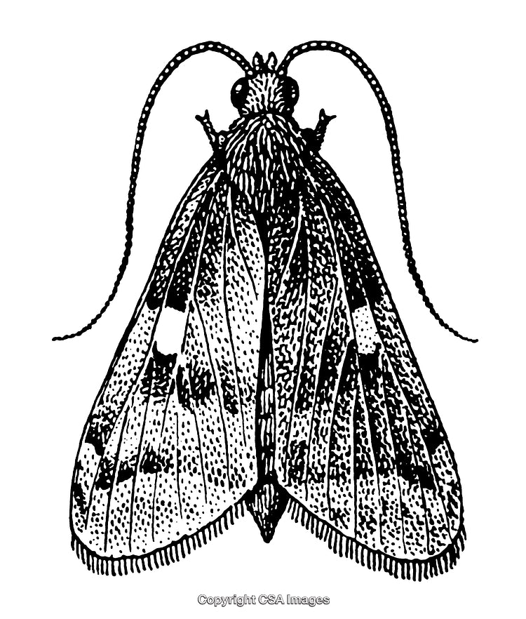 Highly Detailed Black and White Moth Engraving with Fine Linework