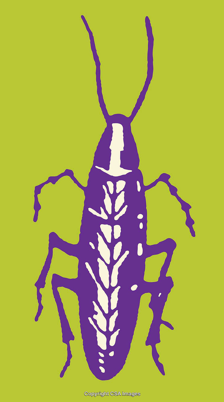 Purple and White Insect Illustration on a Bright Green Background