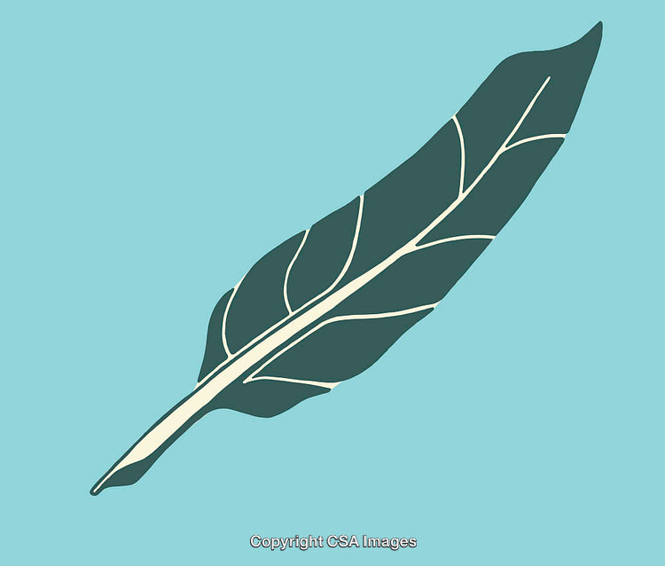 Colorful Illustration of a Feather on a Minimalistic Blue Background